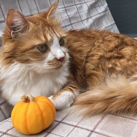 茶白のでんくん