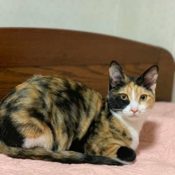 香箱座りするミケ