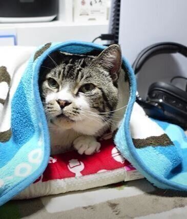 ねこ　リキちゃん