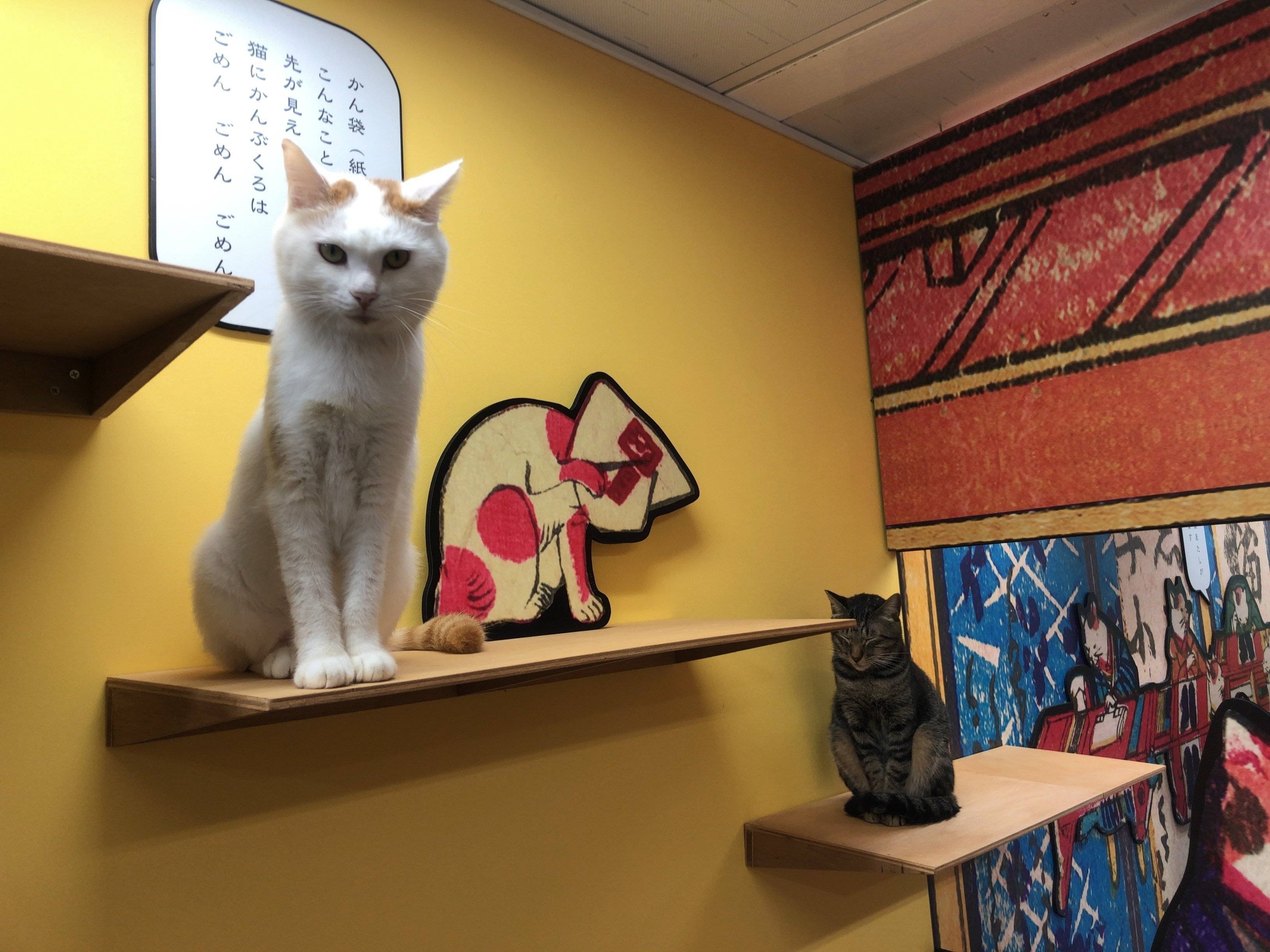 お出迎え猫ちゃん