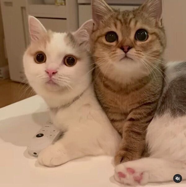 仲良しなしらすちゃん、にぼしちゃん