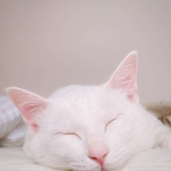 MIX白・セナくん・おひるね