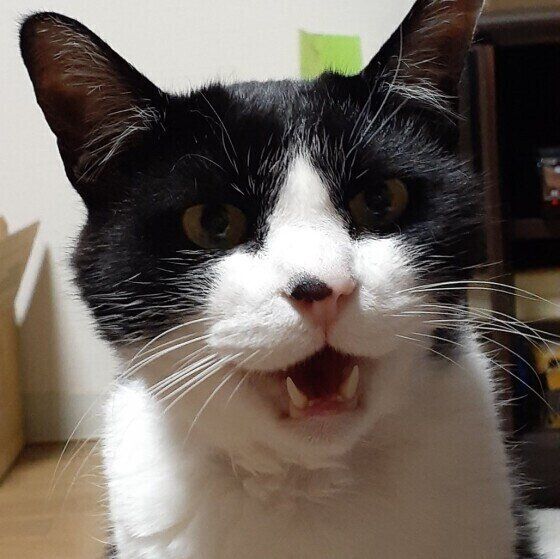 白黒猫のべべちゃん