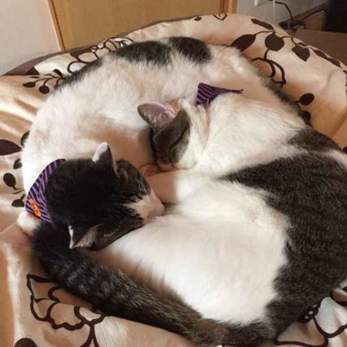 専門家が解説 猫はコタツで丸くなる って ウソ ホント ねこのきもちweb Magazine 専門家が解説 猫はコタツで丸くなる って ウソ ホント ねこのきもちweb Magazine