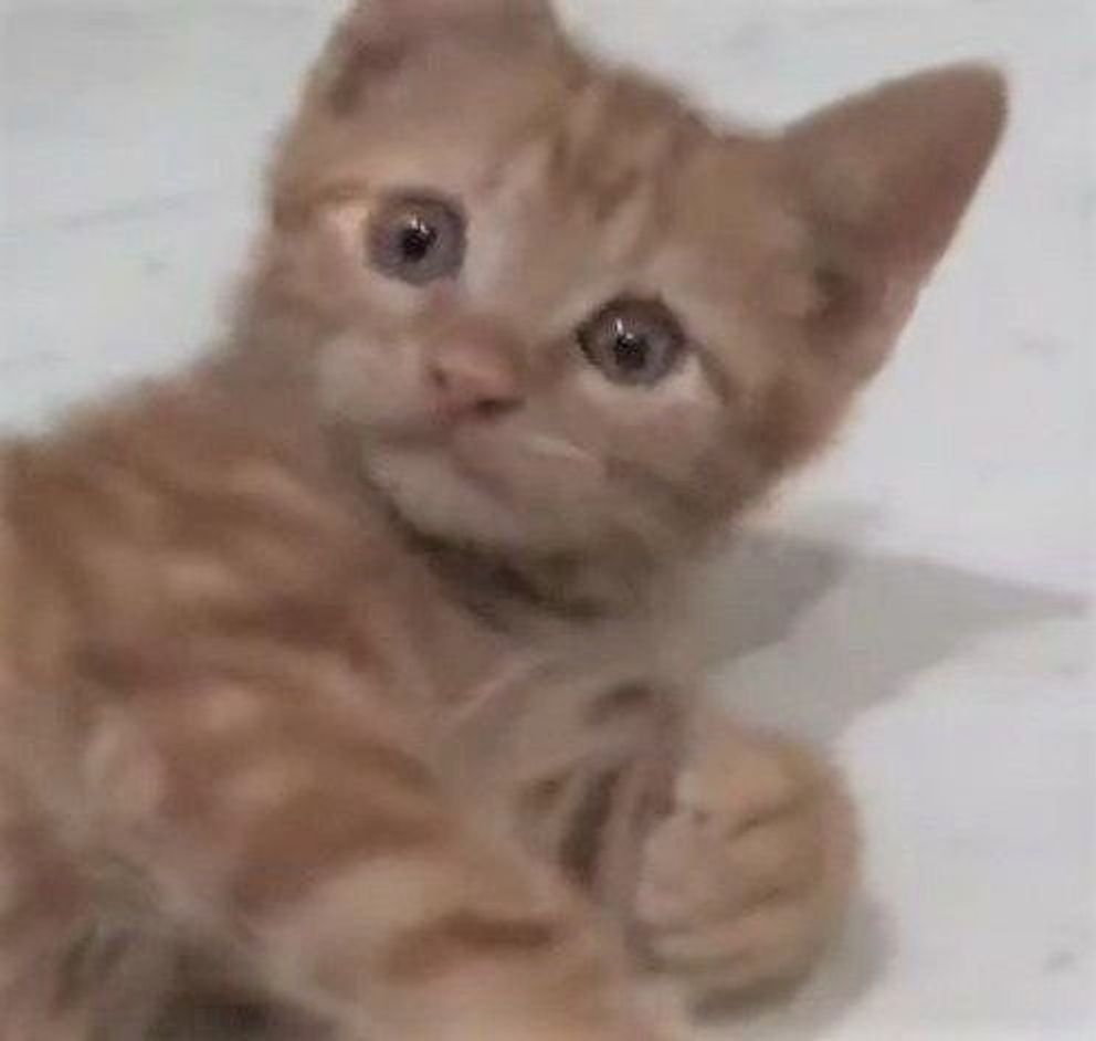 癒し度100 パパの に怒る子猫 怒っててもかわいい ねこのきもちweb Magazine 癒し度100 パパの に怒る子猫 怒っててもかわいい ねこのきもちweb Magazine