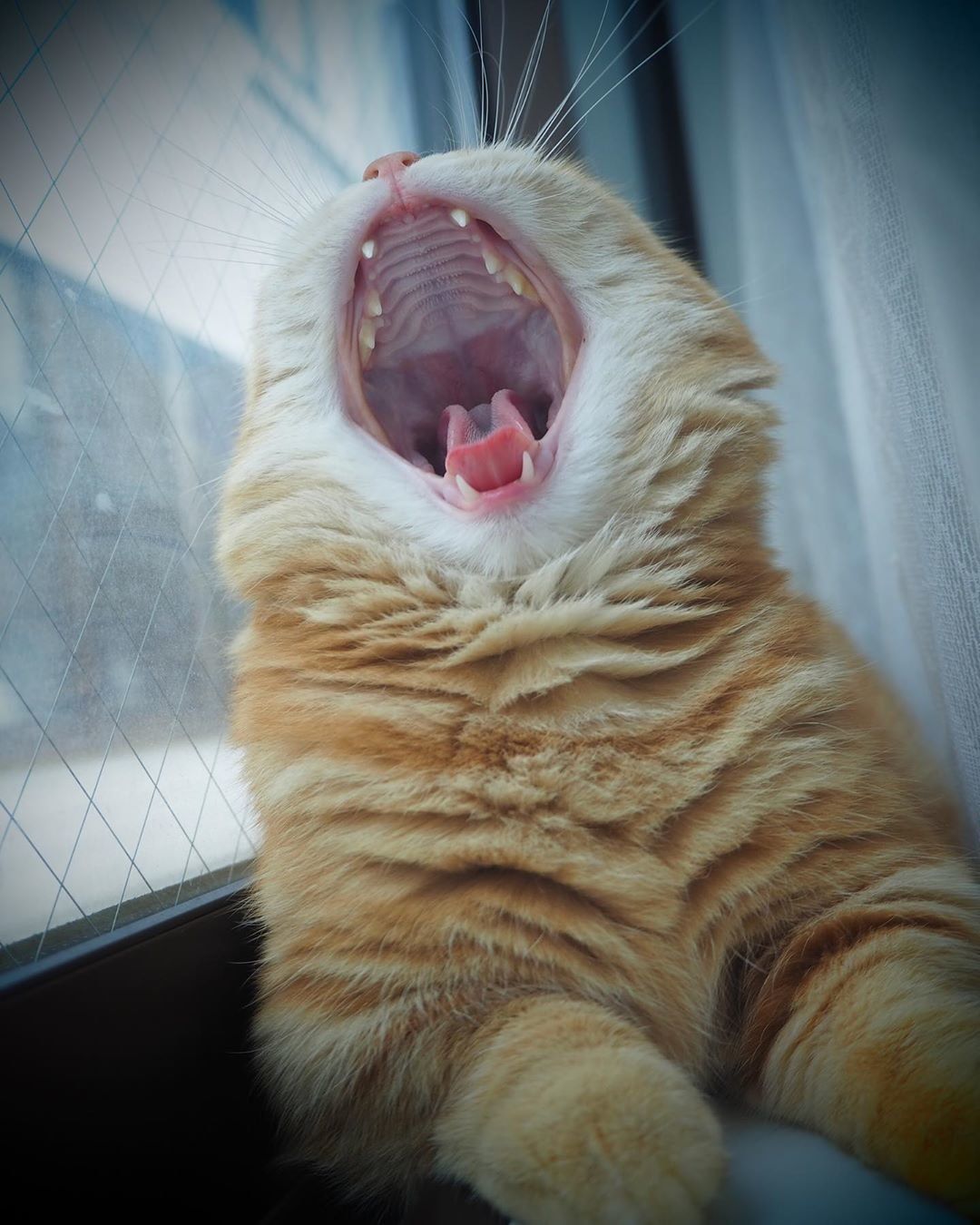 マンチカンのジュノちゃん