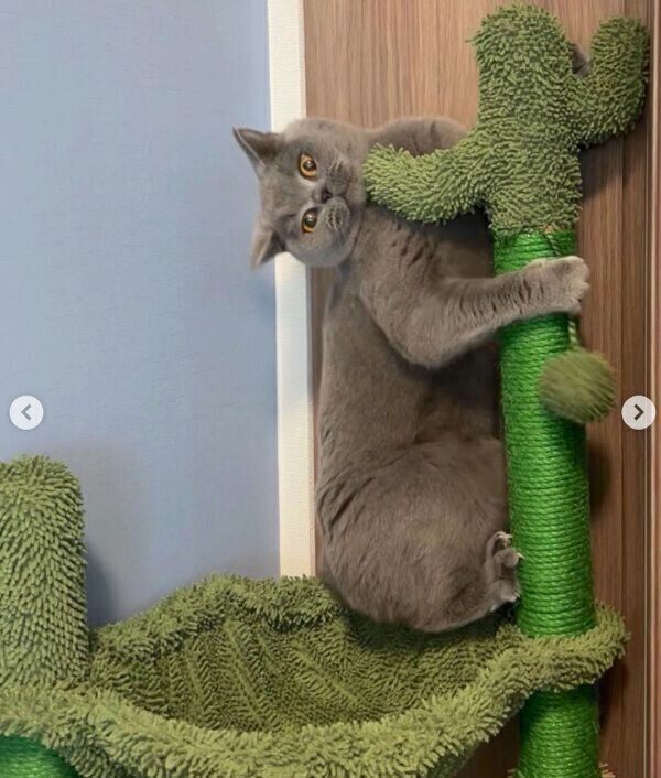 爪とぎポールにしがみつくトロくん