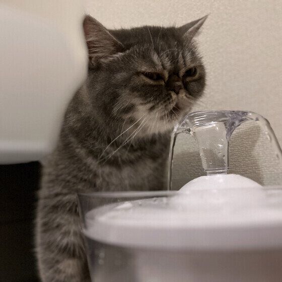 ちゅん  エキゾチックショートヘア　新鮮なお水で水分補給！
