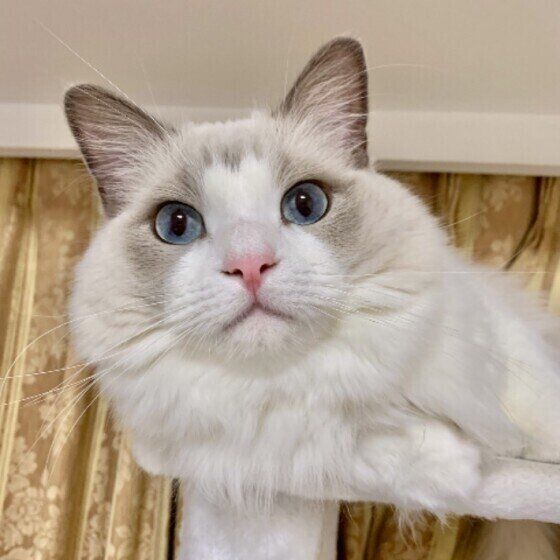 見つめるラグドール