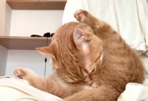 「クサ顔」が可愛いうにちゃん