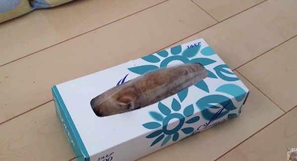 ティッシュ箱の猫