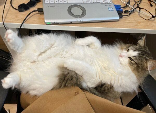 仕事中の飼い主さんの膝の上で眠るシィクくん