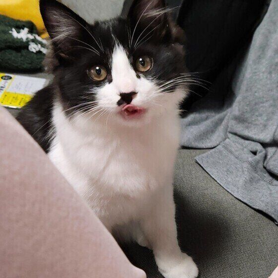 おやつをおねだりする黒白猫