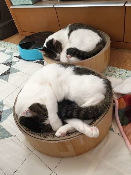 要くんと誉くん