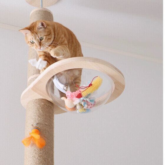 茶トラの moi くん