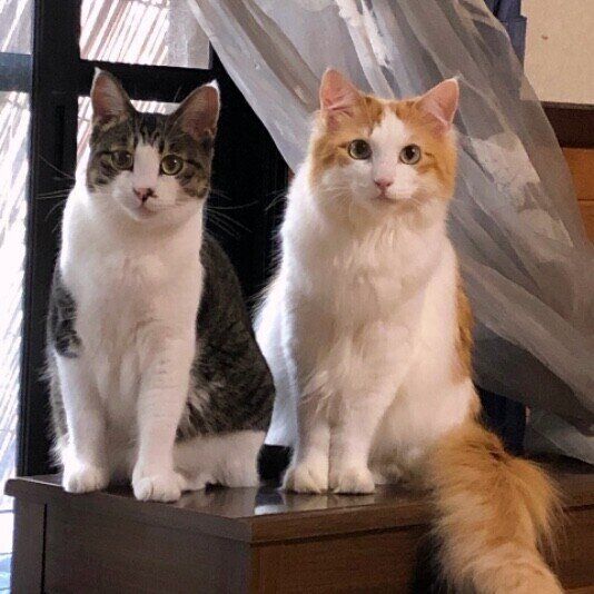 机の上に座るキジトラ猫