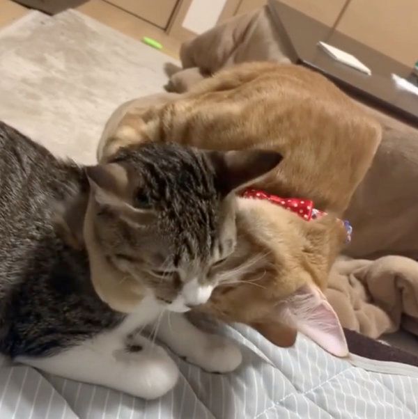 茶トラのウニくんとキジ白のコハダちゃん