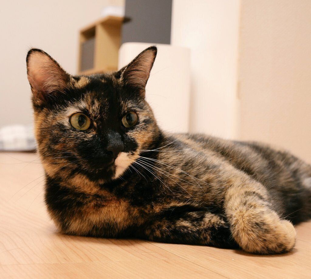 まったりするサッサちゃん