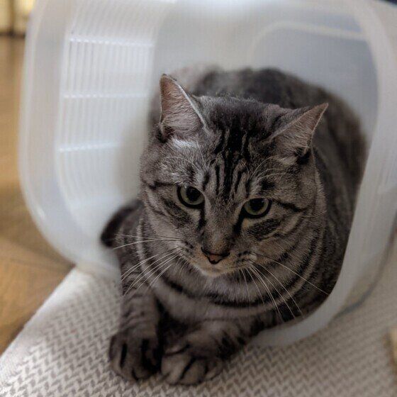 サバトラ猫の令王ちゃん