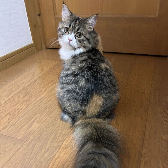 ラガマフィンのモカちゃん