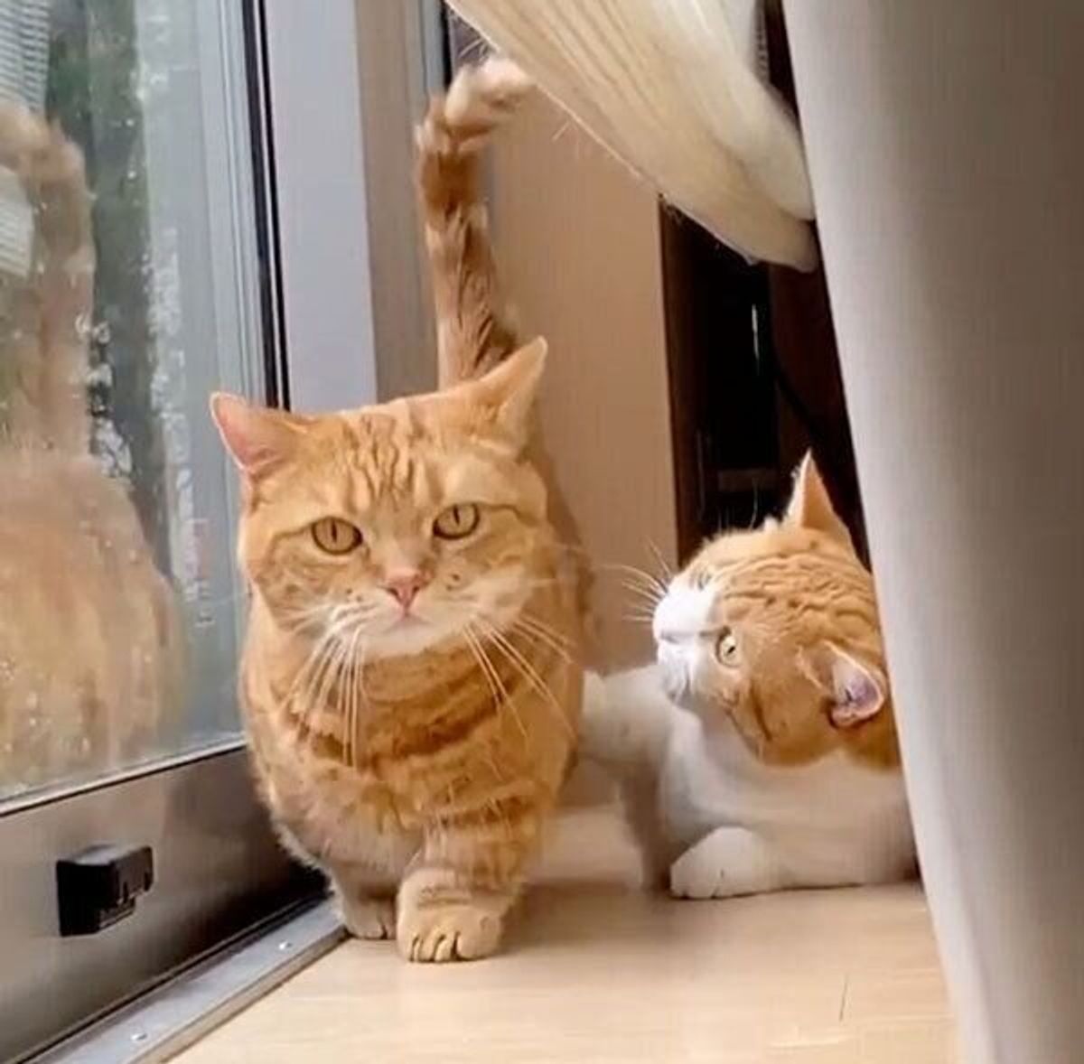 兄猫の たぷたぷしたお腹 を触る妹猫 笑 2匹の超絶可愛いやりとりはずっと見てられる ねこのきもちweb Magazine 兄猫の たぷたぷしたお腹 を触る妹猫 笑 2匹の超絶可愛いやりとりはずっと見てられる ねこのきもちweb Magazine