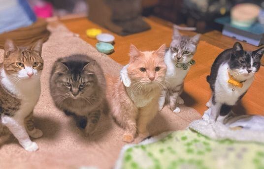 画像／ねこのきもち2024年7月号