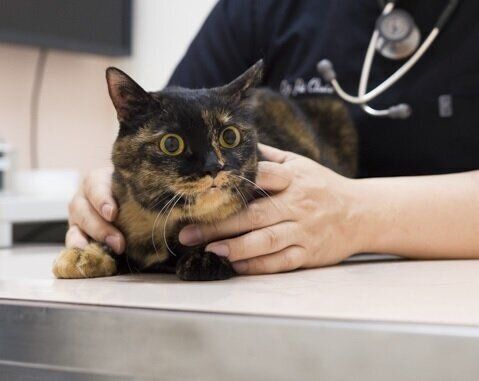 撮影／中川文作