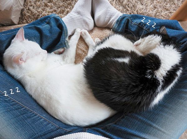 足の間に入ってくる猫