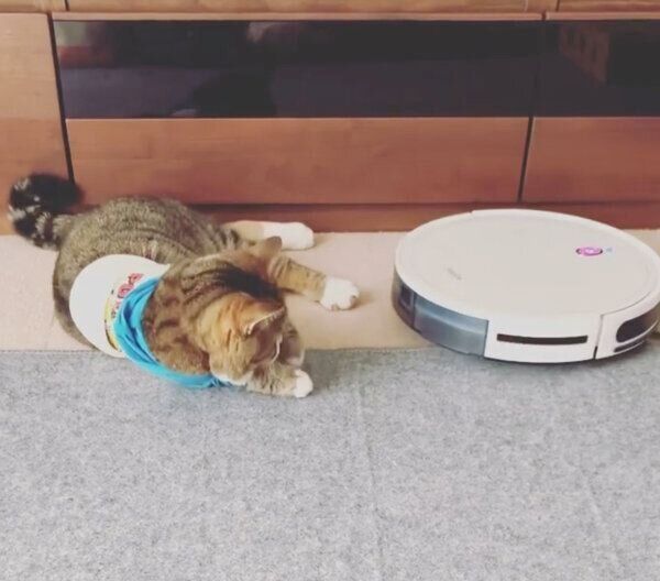 お掃除ロボットに果敢に勝負を挑むちびたんくん