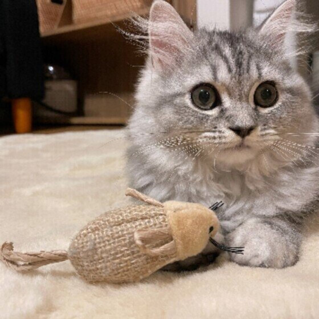 調査 猫からの飼い主へのプレゼントの内容がおもしろい ちょっとそれは と引いちゃうものも ねこのきもちweb Magazine 調査 猫からの飼い主へのプレゼントの内容がおもしろい ちょっとそれは と引いちゃうものも ねこのきもちweb Magazine