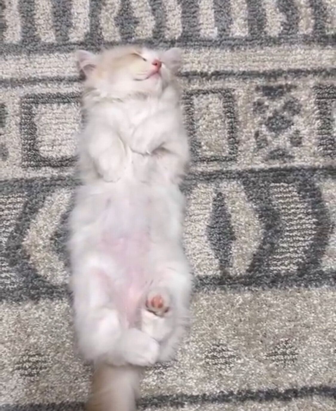 「すやぴぴっ…」