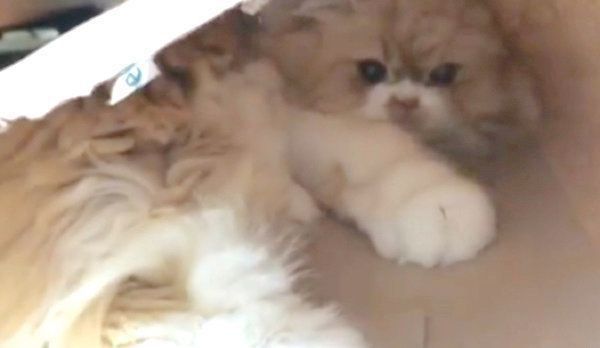 紙袋で遊ぶペルシャ