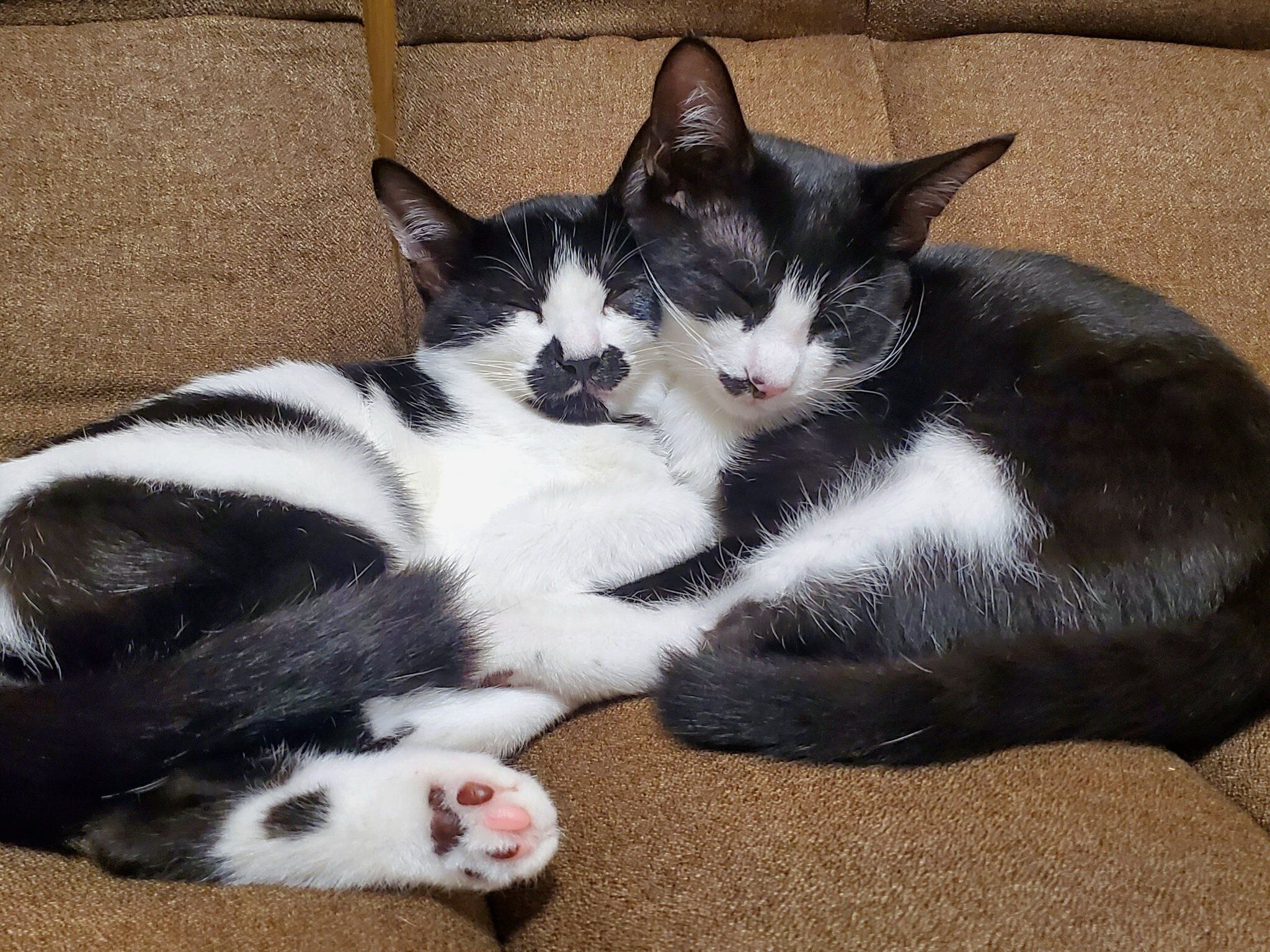 くっついて眠るダダくん、ミアちゃん