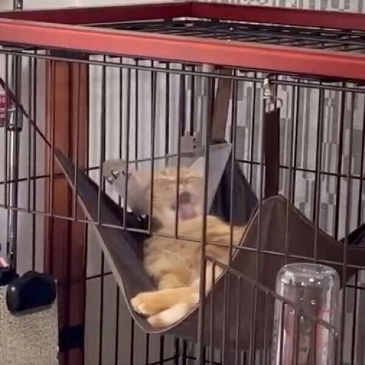 これ 意味ないニャ エリザベスカラーをつけたまま毛づくろいする猫 すべてを悟った瞬間がシュール ねこのきもちweb Magazine これ 意味ないニャ エリザベスカラーをつけたまま毛づくろいする猫 すべてを悟った瞬間がシュール ねこのきもちweb Magazine