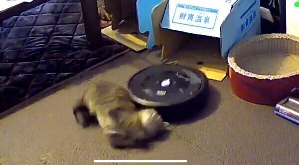 ルンバにアタックするジルちゃん