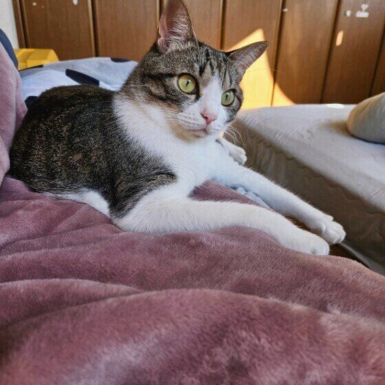 毛布がお気に入りのガルちゃん