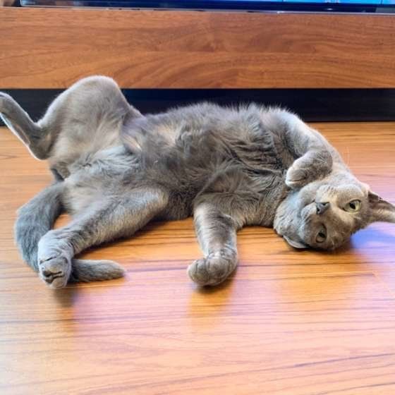 ロシアンブルー・ルーちゃん・あおむけ