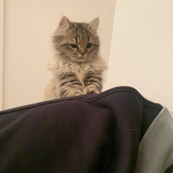 不機嫌そうな顔をするロマンちゃん