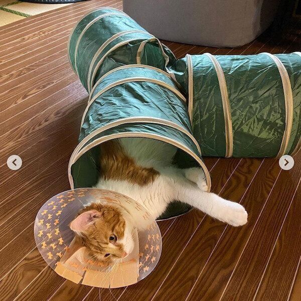 ダイソーの猫グッズ