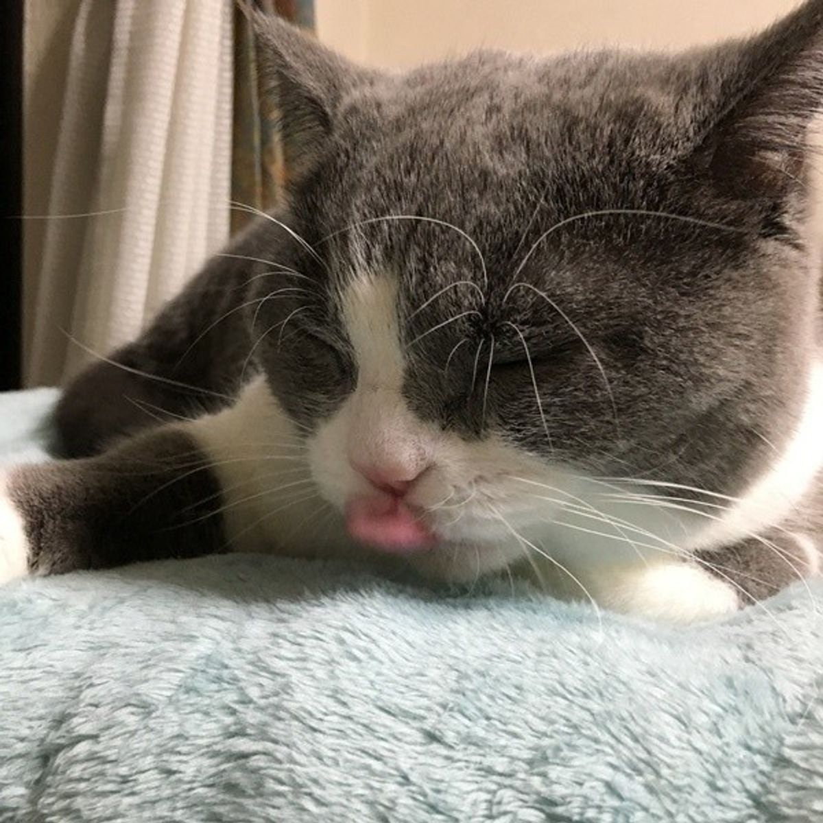 愛猫の口臭がクサイときは危険信号 病気かどうか健康チェックしよう ねこのきもちweb Magazine