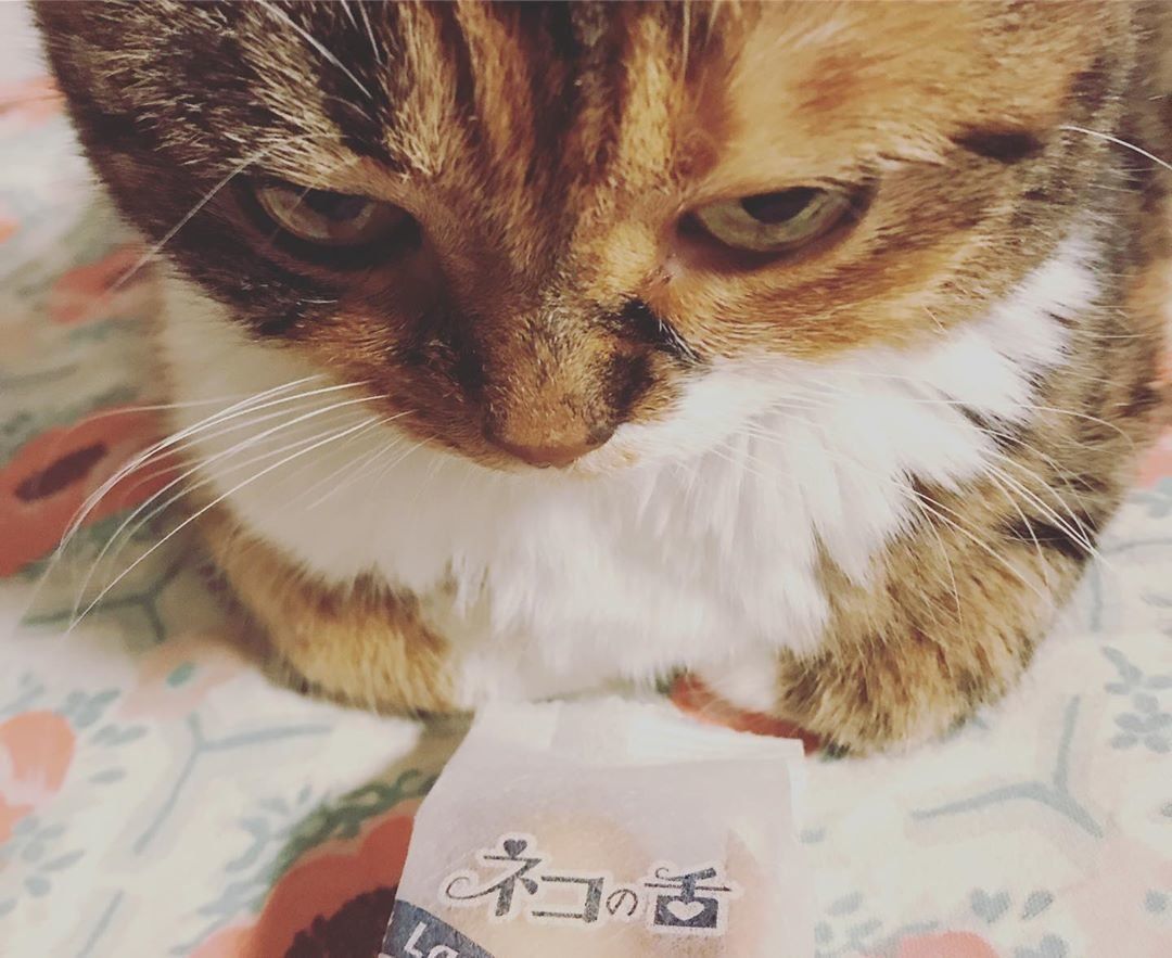 「ネコの舌」と猫