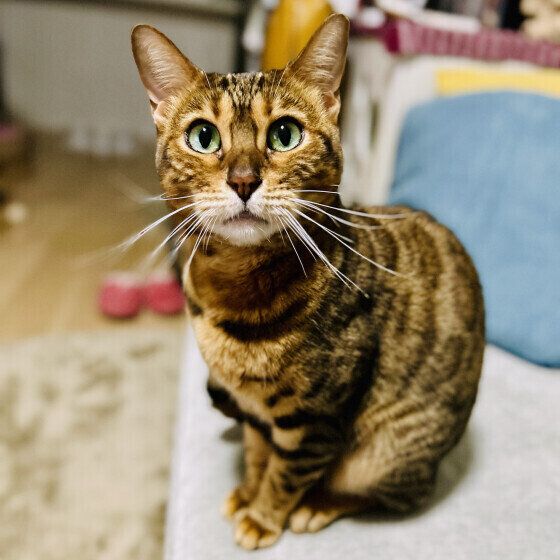 ベンガルのモカちゃん