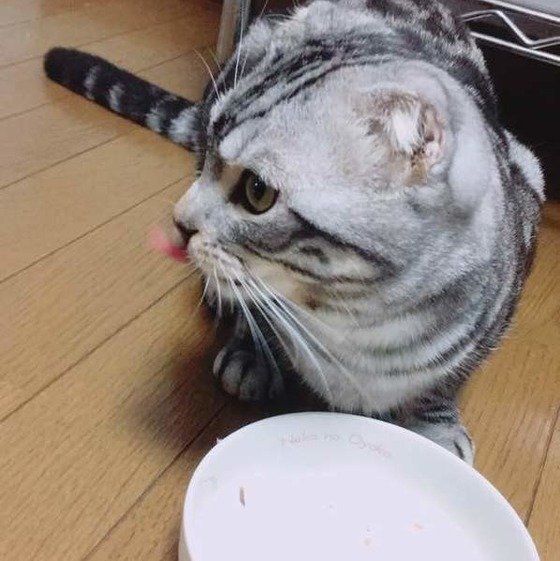 ゴハンを食べたスコティッシュフォールド