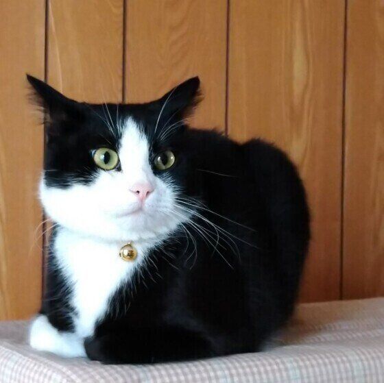 スコティッシュフォールドのミントくん