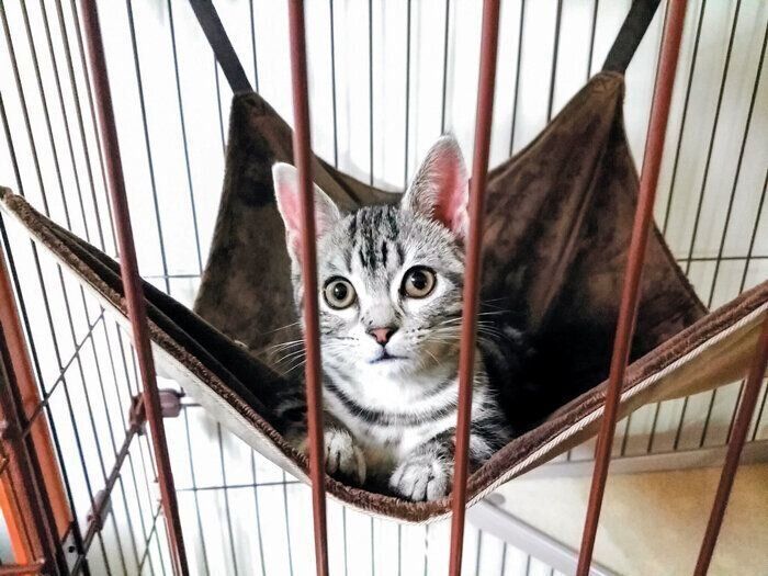 ケージにいるパセリちゃん