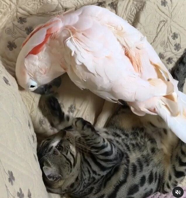 オウムのカリンくんと猫のこうめちゃん