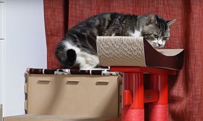 逃げるリキちゃん