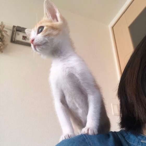 肩に乗るMIX茶×白のあずき