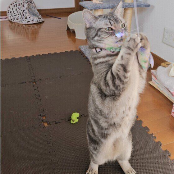 マンチカンのテトちゃん♪