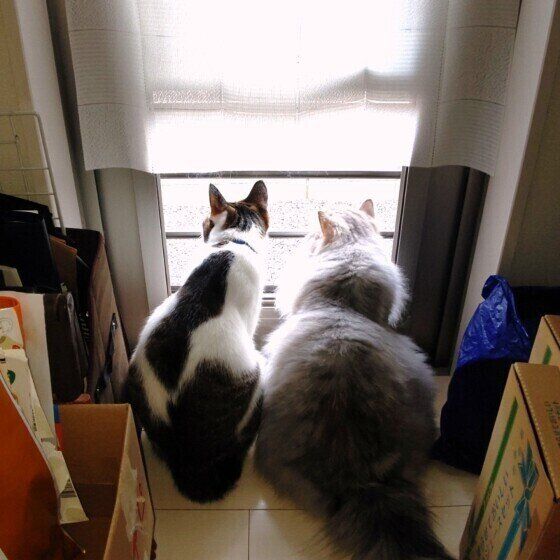 猫がドアの前で待っているのは何のため 出待ち猫たちの本音解説 ねこのきもちweb Magazine